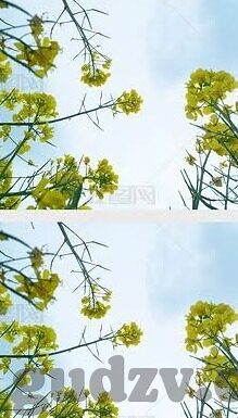 91麻豆麻豆-麻豆文化，深度解析网络潮流下的一种独特现象